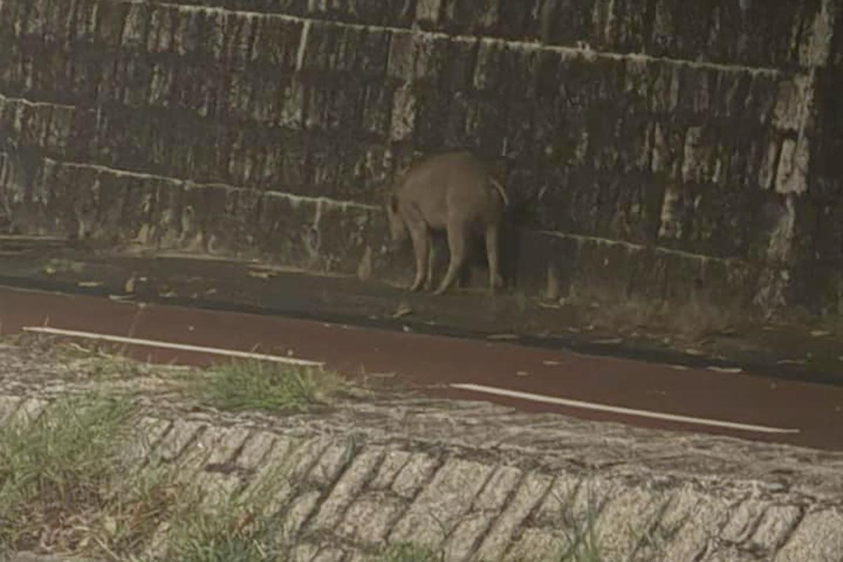 捱撞野豬事後返回行人路。(網民Oscar Chan@FB群組「車cam L(香港群組)」)