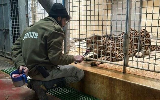 努里上月在Facebook分享他餵飼野豹的照片。(互聯網)