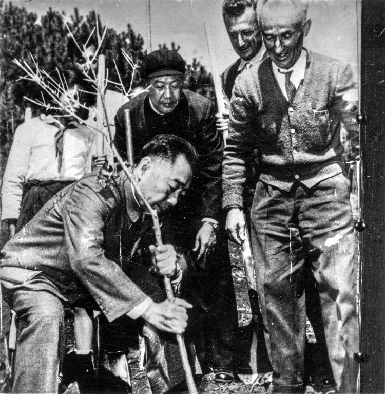 1964年3月,周恩來總理在雲南昆明海口林場,親手栽種了1株由阿爾巴尼亞引進的油橄欖樹苗。(網絡圖片)