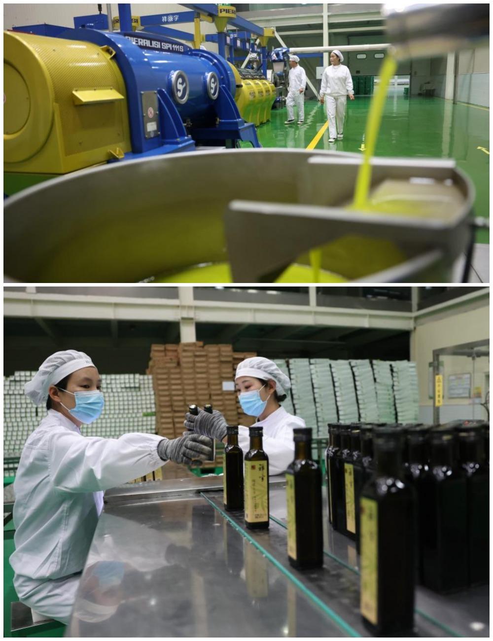 甘肅隴南市武都區一間油橄欖加工企業,工作人員在生產線上作業。(網上圖片)