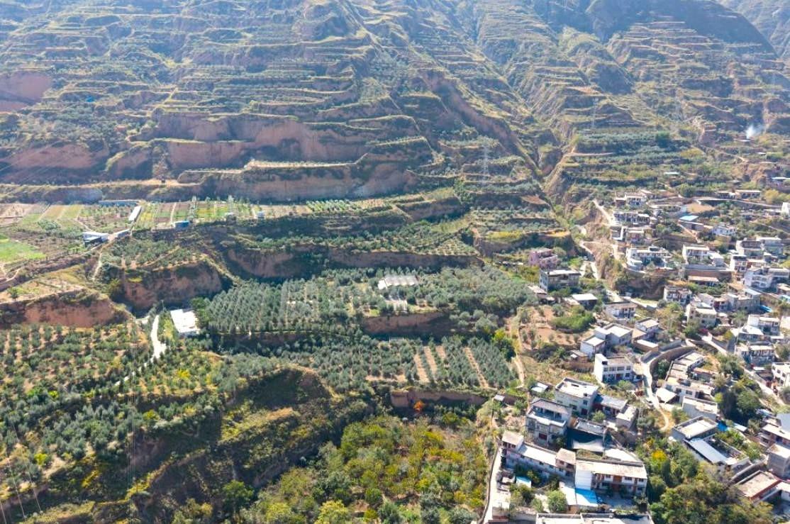 甘肅省隴南市武都區一處油橄欖種植基地。2005年,「武都橄欖油」獲得國家地理標誌保護認證。(網上圖片)