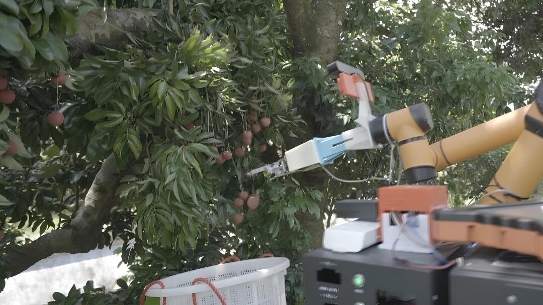 荔枝採摘機械人剪下荔枝後可以準確放入果籃內。(網上圖片)