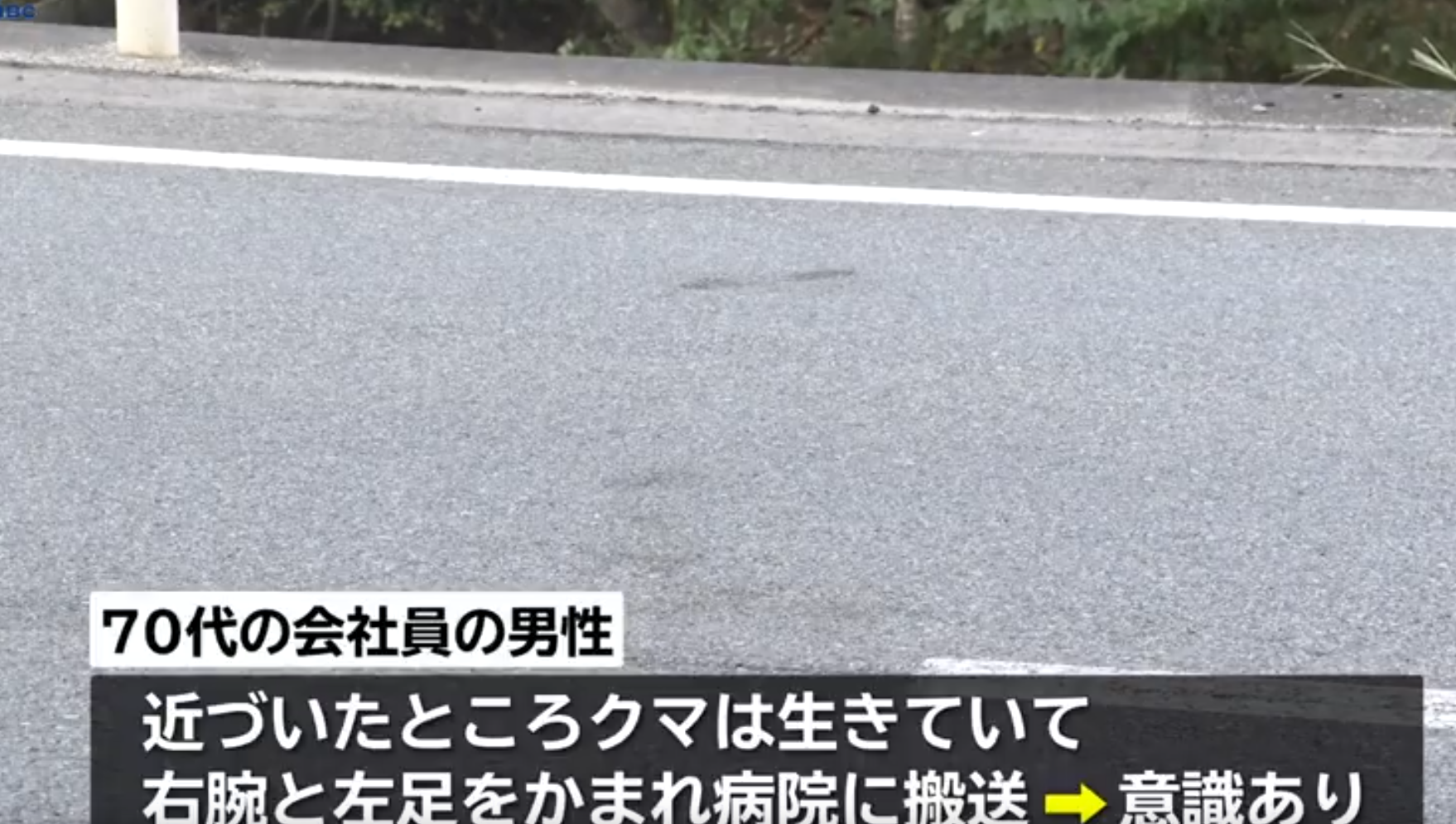 熊扮死突襲!?棕熊伏於馬路不動疑死去 男子上前搬走遭咬手腳