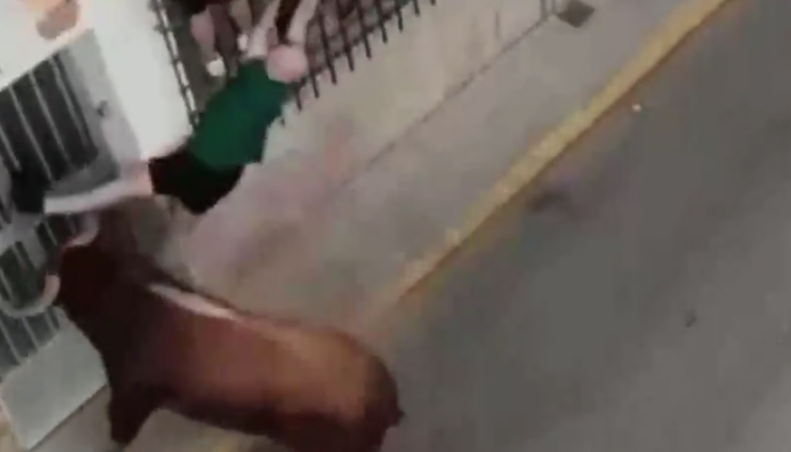 男子被公牛猛撞及扯下一刻。(互聯網)