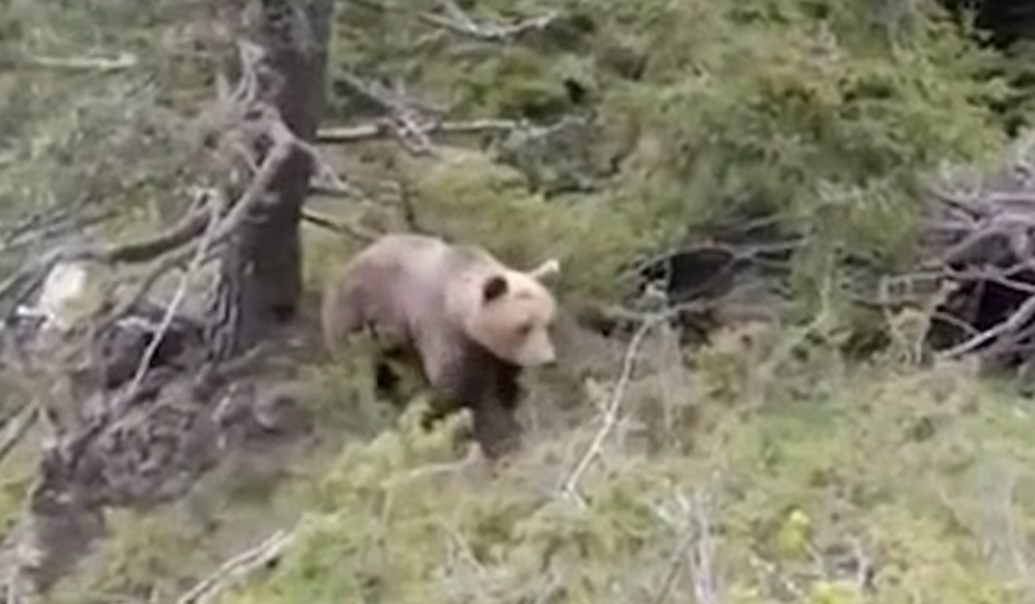 棕熊準備襲擊斯塔夫里亞尼迪斯及友人。(互聯網)