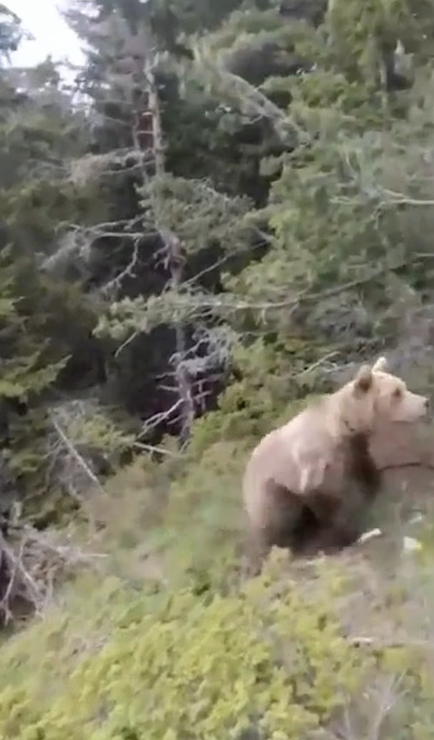 棕熊準備襲擊斯塔夫里亞尼迪斯及友人。(互聯網)