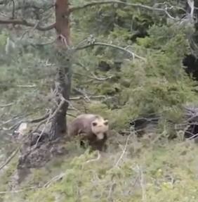 棕熊準備襲擊斯塔夫里亞尼迪斯及友人。(互聯網)