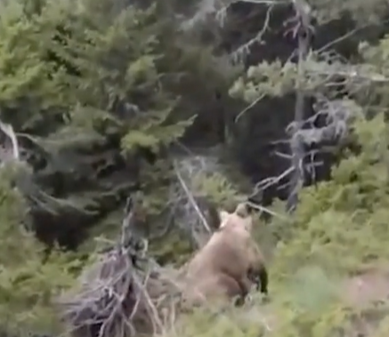 棕熊準備襲擊斯塔夫里亞尼迪斯及友人。(互聯網)