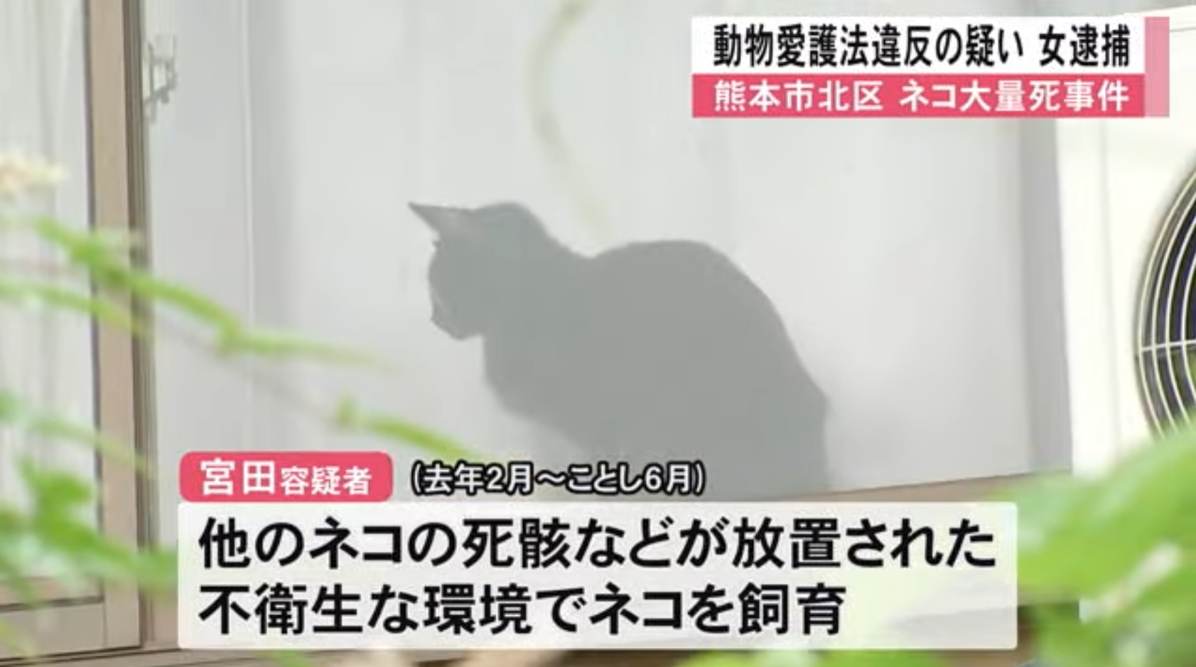 熊本市接獲疑似虐待動物的通報後,展開調查,在其住處發現多隻死貓,隨即展開調查。截至目前,調查已確認約有130隻貓死於她家中及其他地方,住處堆滿貓屍,十分嚇人。