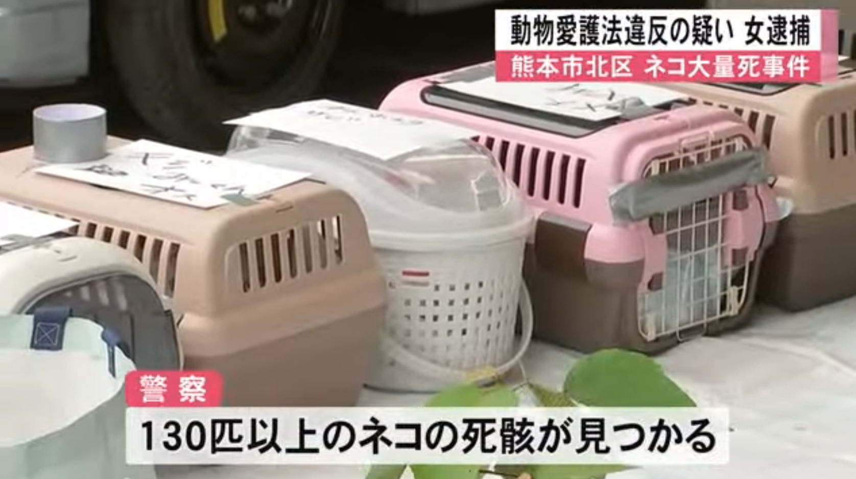 對於為何放任貓咪餓死,她接受訊問時表示,「隨著我收養的貓咪數量增加,花費和精力也隨之增加,照顧它們變得非常麻煩。」