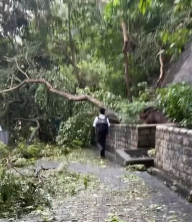 颱風樺加沙|多間中小學因為校舍損毀繼續停課清理及復修,亦有學校如常復課,有學生上學時雖於倒塌的大樹附近經過。(Threads)