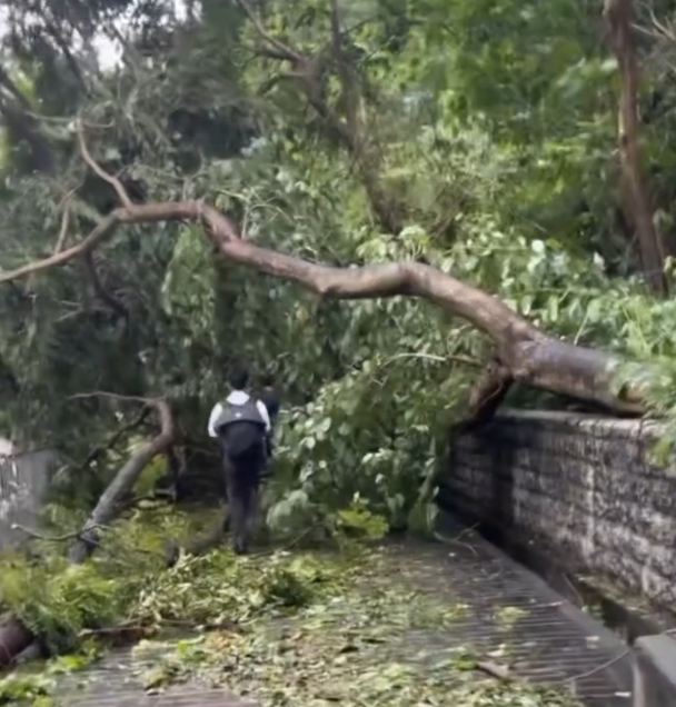 颱風樺加沙|多間中小學因為校舍損毀繼續停課清理及復修,亦有學校如常復課,有學生上學時雖於倒塌的大樹附近經過。(Threads)