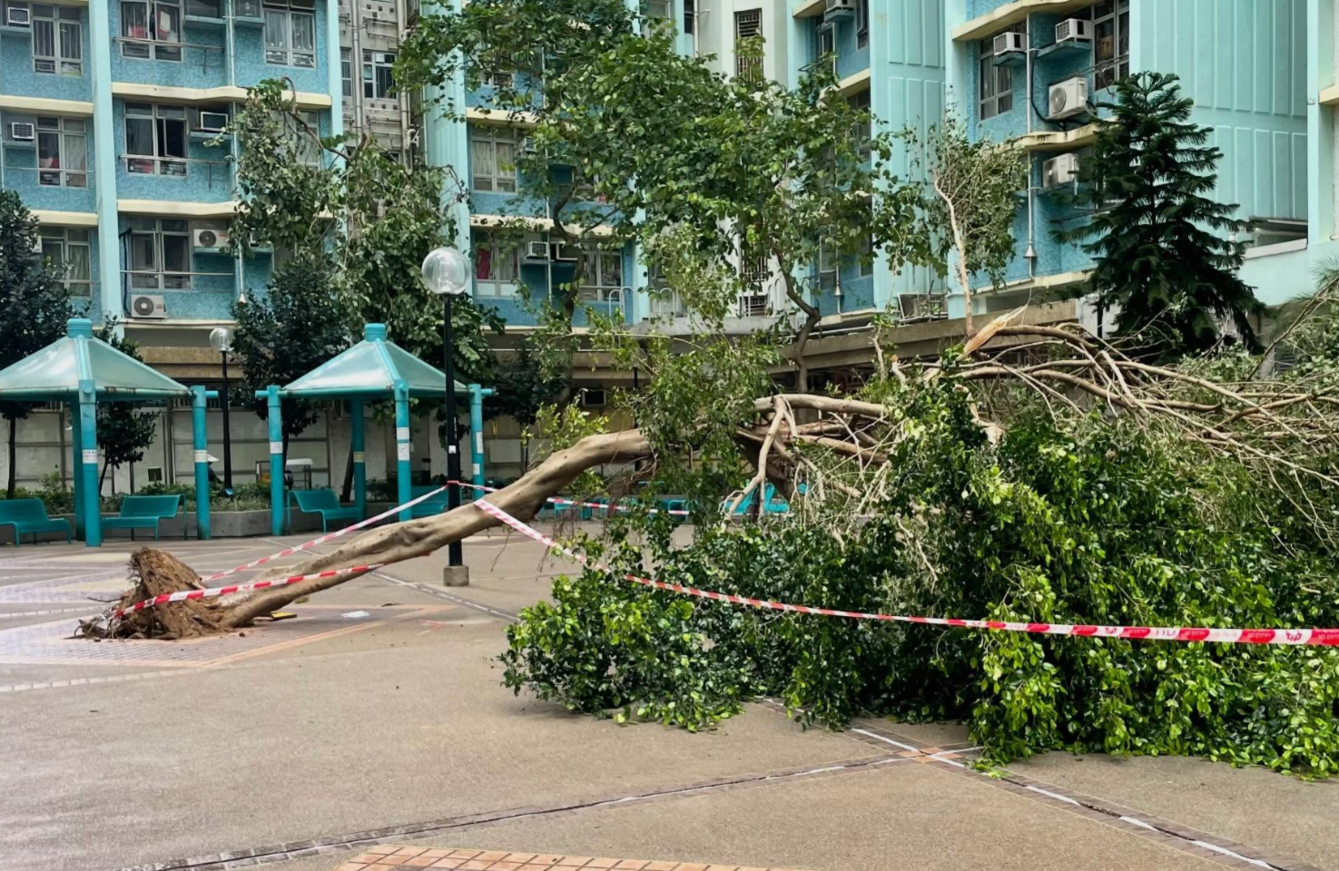 颱風樺加沙|市面多處塌樹及受破壞。(Threads)