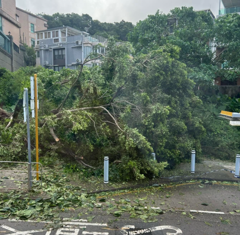 颱風樺加沙|市面多處塌樹及受破壞。(Threads)