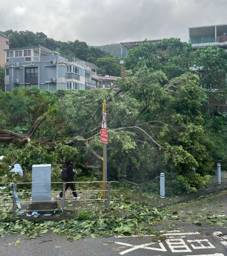 颱風樺加沙|市面多處塌樹及受破壞。(Threads)