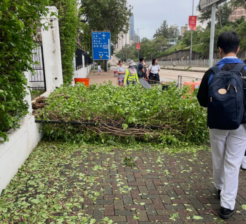 颱風樺加沙|多間中小學因為校舍損毀繼續停課清理及復修,亦有學校如常復課,有學生上學時雖於倒塌的大樹附近經過。(Threads)