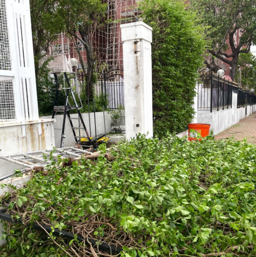 颱風樺加沙|市面多處塌樹及受破壞。(Threads)