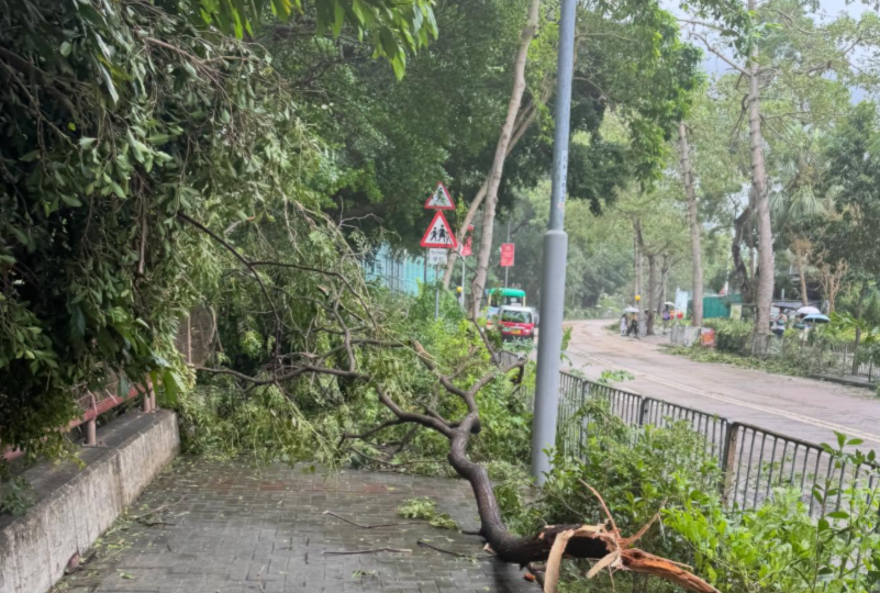 颱風樺加沙|市面多處塌樹及受破壞。(Threads)
