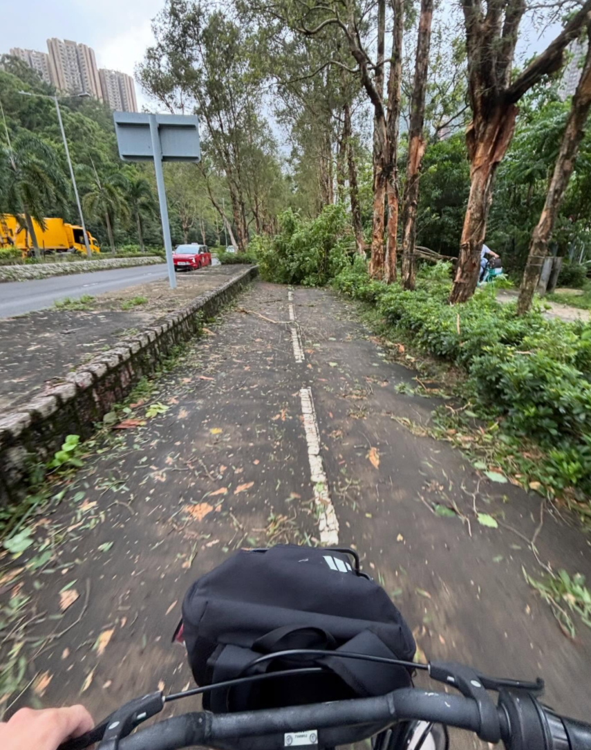 颱風樺加沙|多間中小學因為校舍損毀繼續停課清理及復修,亦有學校如常復課,有學生上學時雖於倒塌的大樹附近經過。(Threads)