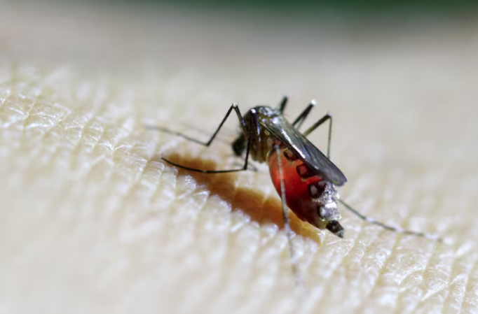 有研究實測發現,愛飲啤酒的人較惹蚊。(互聯網)