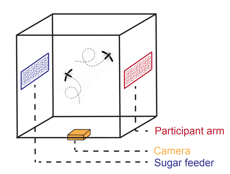 有研究實測發現,愛飲啤酒的人較惹蚊。(互聯網)