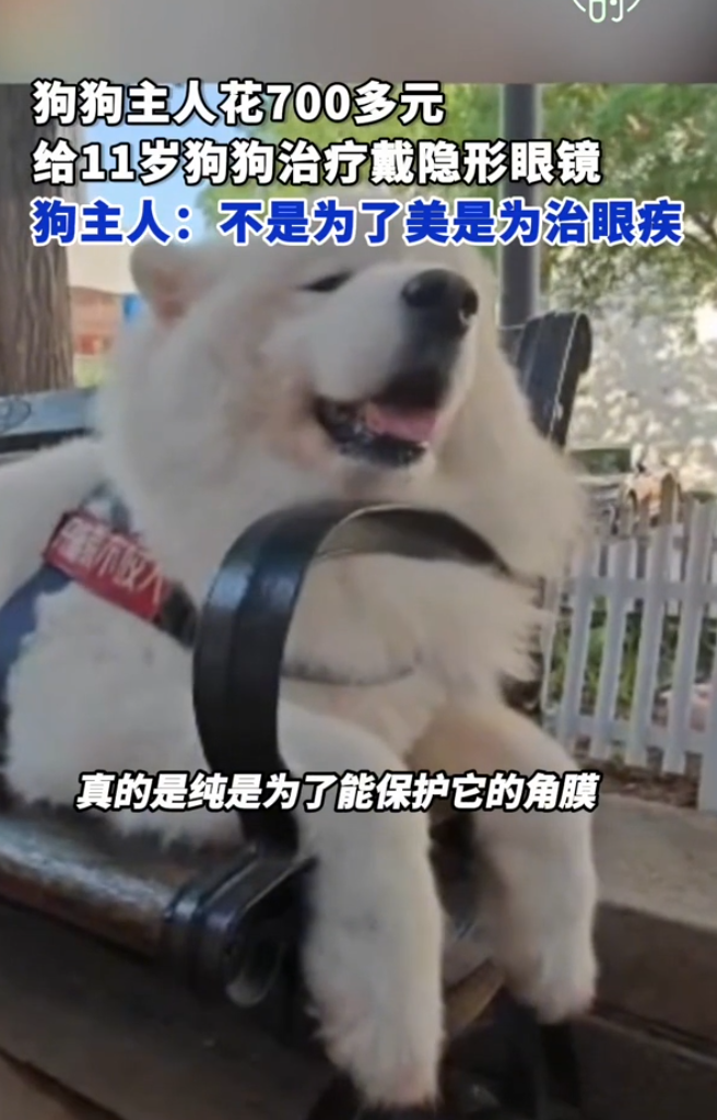 近日內地一名女子花700元人民幣給狗狗配戴隱形眼鏡引起網路熱議。據狗主人李女士表示,狗狗患上惰性角膜潰瘍,術後配戴的隱形眼鏡是醫用角膜保護鏡,並非為美觀,而是為了給狗狗治病。