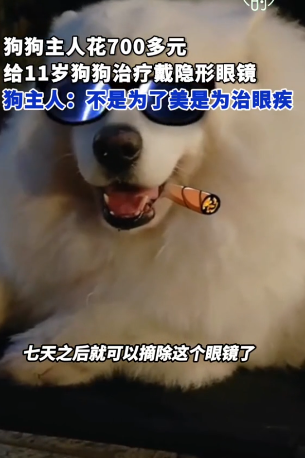 近日內地一名女子花700元人民幣給狗狗配戴隱形眼鏡引起網路熱議。據狗主人李女士表示,狗狗患上惰性角膜潰瘍,術後配戴的隱形眼鏡是醫用角膜保護鏡,並非為美觀,而是為了給狗狗治病。