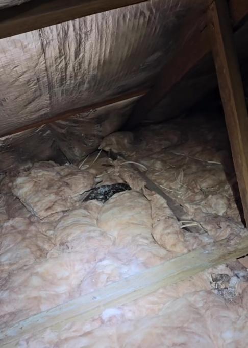 還有1條蟒蛇已經死亡。(FB)