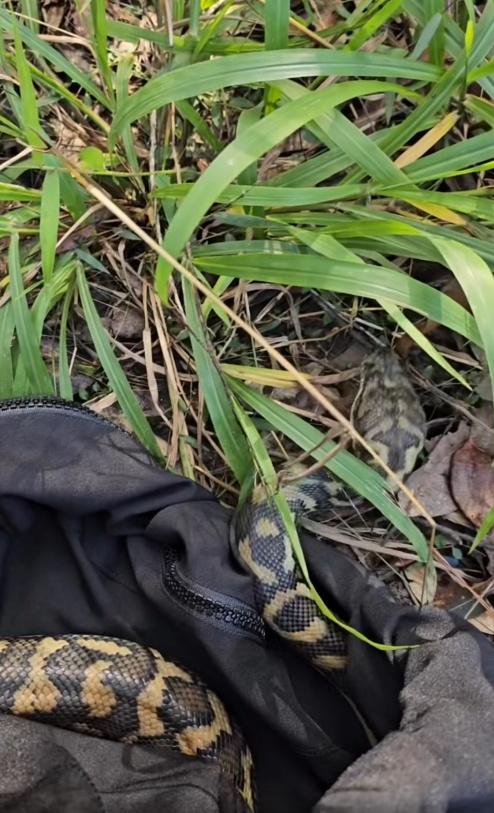 Stu把其他蟒蛇移往附近叢林中。(FB)