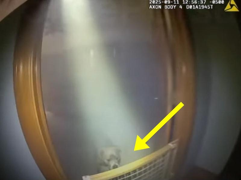 Oakley原來被寵物欄困住。(FB)