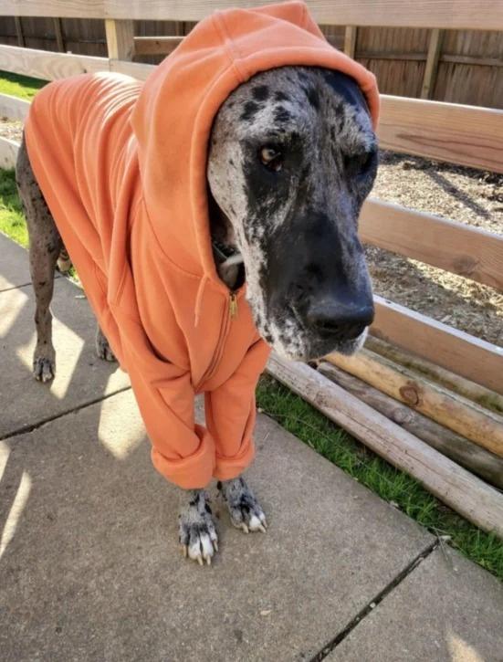 Iris已經在家人陪伴下去到了汪星。(IG)