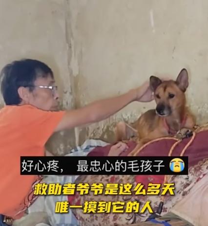 在陳爺爺的堅持下,狗狗終慢慢放下戒心,開始吃火腿腸,讓陳爺爺撫摸。(微博)