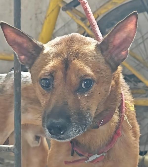 狗狗被帶走時,眼裡泛起淚光,似乎知道一走就再也回不去了。(微博)