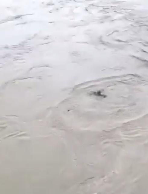 男子入水後曾浮出水面,拚命想要游回岸邊。(X)