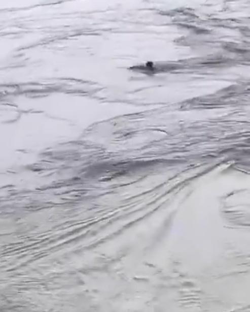 男子入水後曾浮出水面,拚命想要游回岸邊。(X)