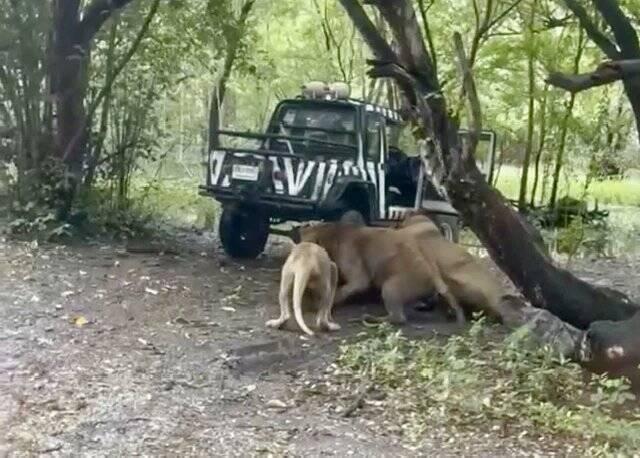 獅群的撕咬過程長達15分鐘,直到動物園其他職員趕至介才結束。(X)