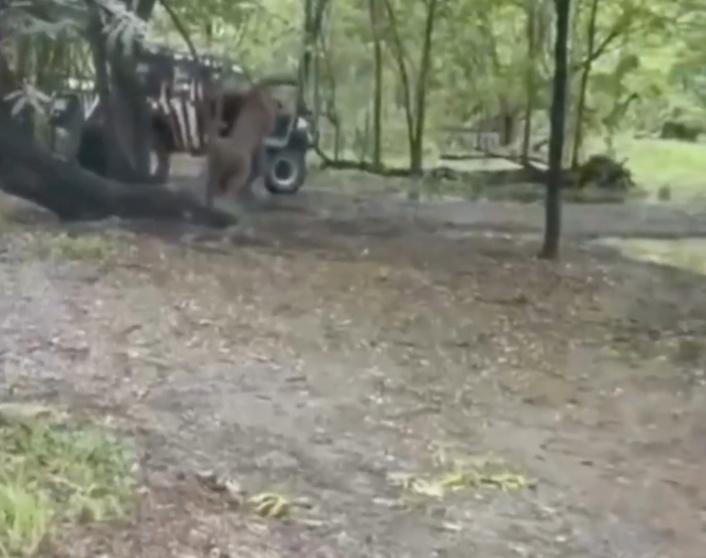 一隻獅子悄悄接近,突然撲上將職員扯倒在地開始撕咬。(X)