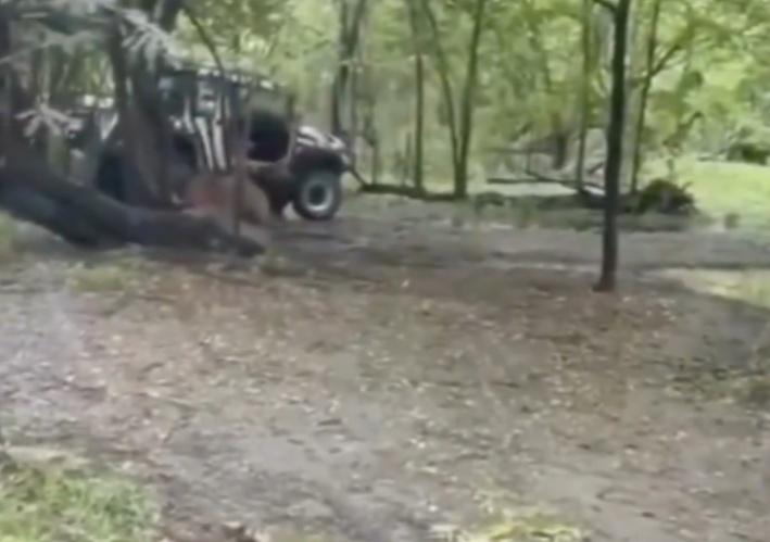 一隻獅子悄悄接近,突然撲上將職員扯倒在地開始撕咬。(X)