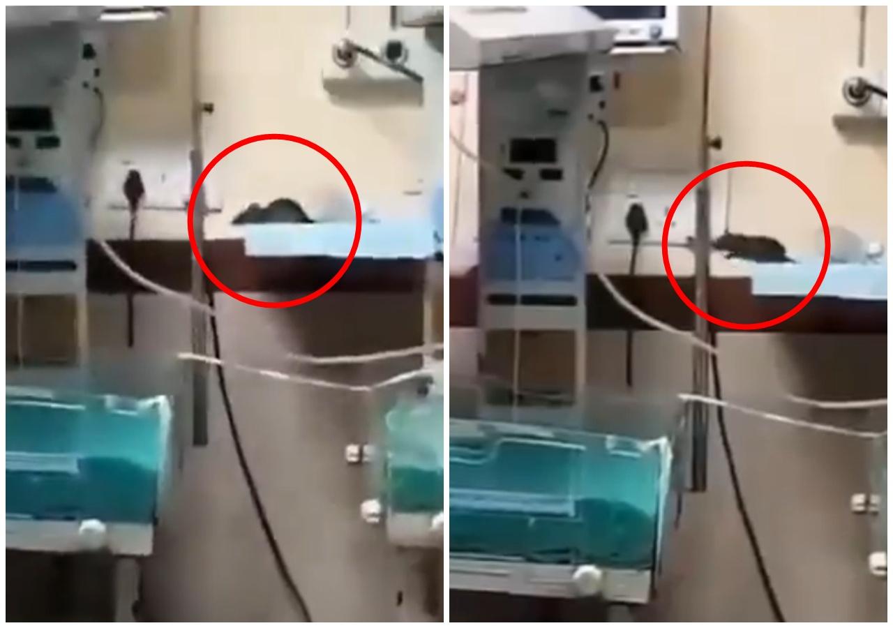 老鼠闖病房咬傷2初生嬰,傷口感染不幸死亡震驚全國。(X)