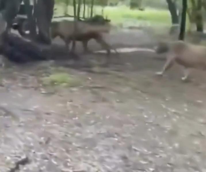 隨後又有3至4頭獅子加入圍攻。(X)