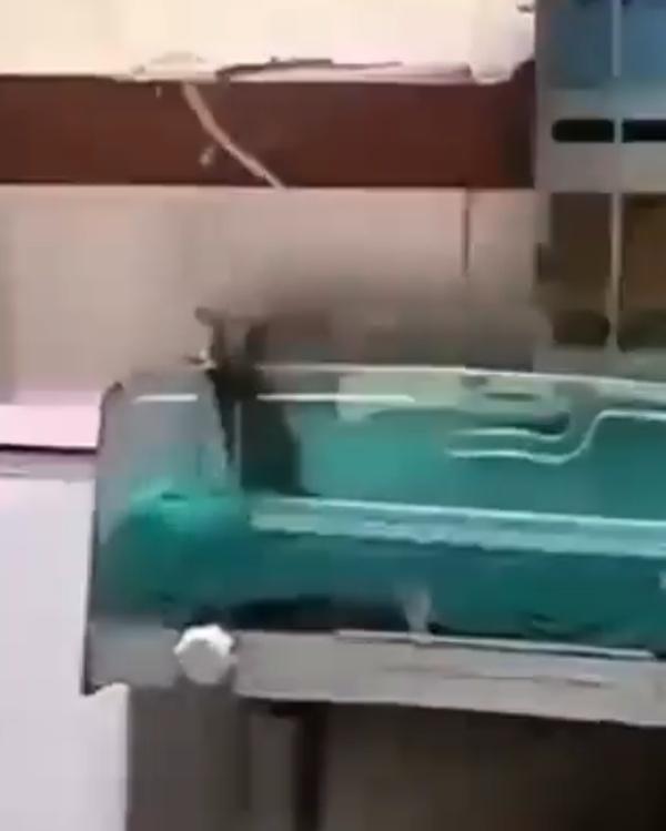 院方亦承認,一隻大型老鼠在新生兒加護病房內徘徊多日。(X)