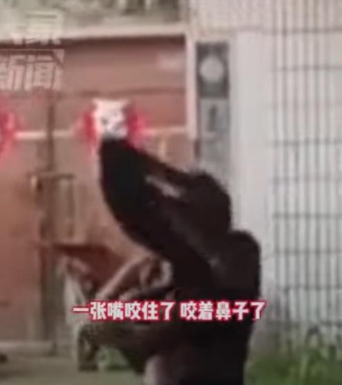 蟒蛇突然攻擊,咬住女子的咀唇與鼻之間。(微博)