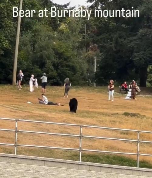 黑熊連續3天被發現闖入遊客野餐區取食物,8月31日,更有民眾拍下牠直接叼走食物的畫面。(X)