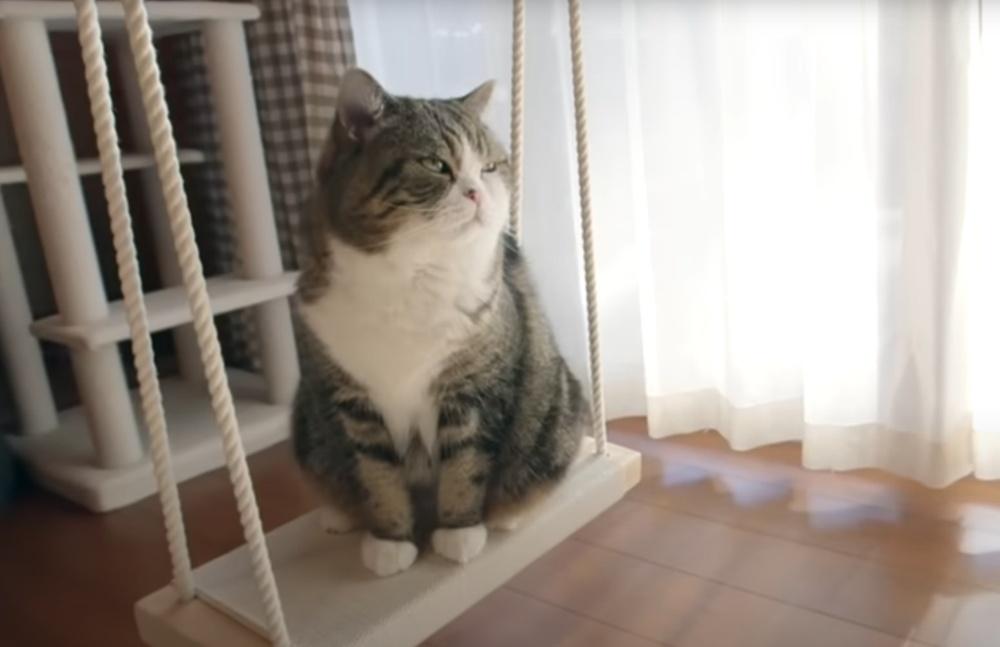 Maru早於2016年,以累積超過3.25億次觀看的成績。(YouTube)