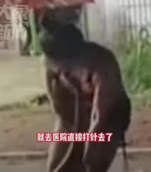 蟒蛇突然攻擊,咬住女子的咀唇與鼻之間。(微博)