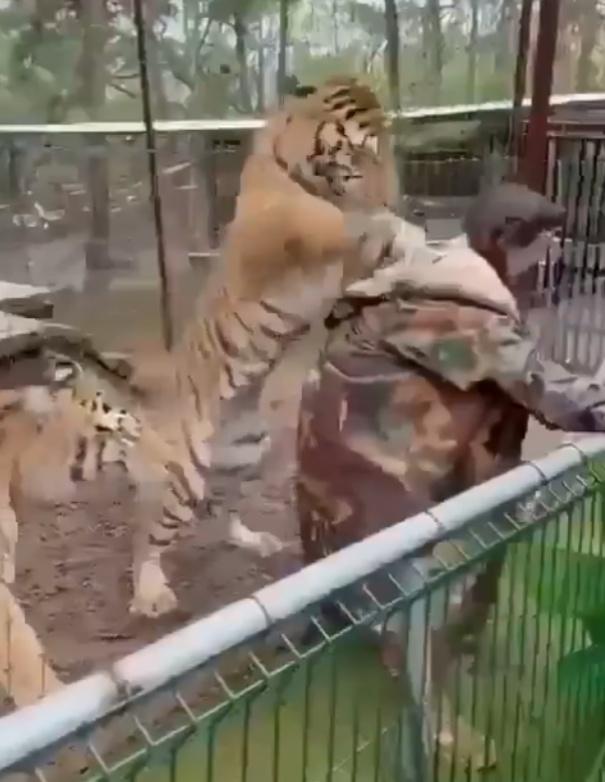 Mora拉著圍欄抵抗老虎。(X)