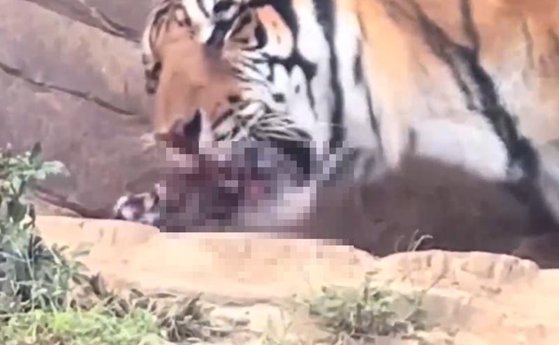 園方解釋,老虎產下死胎後將其吃掉,這是貓科動物常見的本能行為,也是自然界的保護機制。(微博)