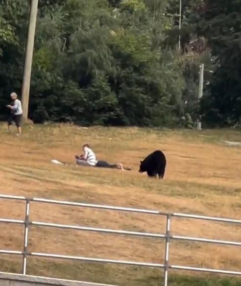 黑熊連續3天被發現闖入遊客野餐區取食物,8月31日,更有民眾拍下牠直接叼走食物的畫面。(X)