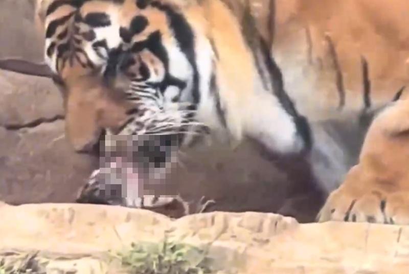 網民指:理解野生動物本能的生存邏輯,方能真正敬畏自然法則。(微博)