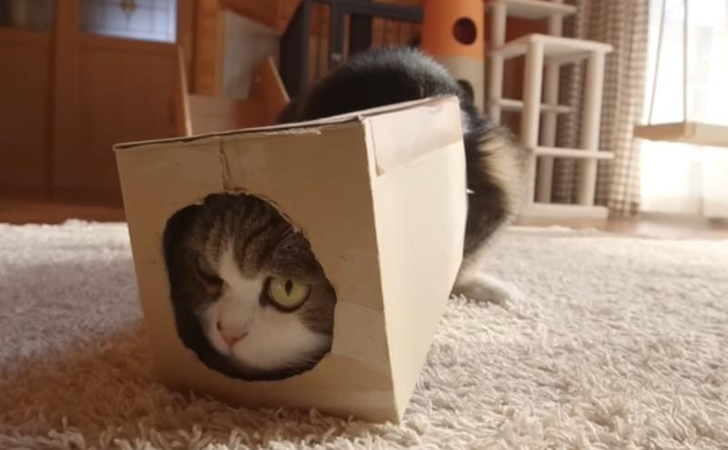 Maru早於2016年,以累積超過3.25億次觀看的成績。(YouTube)